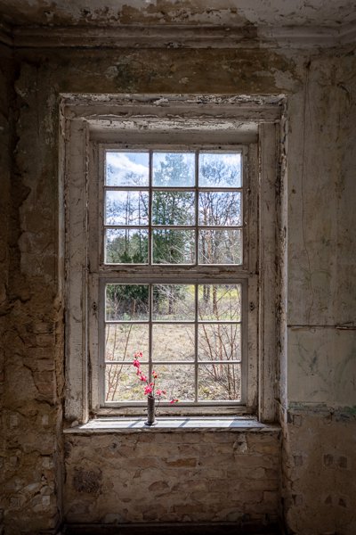 Window with a single flower