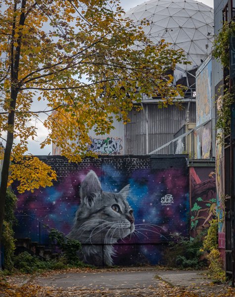Cosmic cat beneath a radome